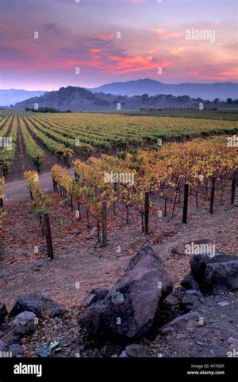 Colorful Sunrise And Morning Light In The Napa Valley Vineyards During