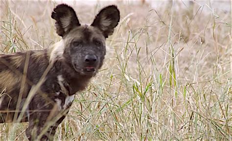 African Wild Dogs Practice Democracy They Vote With A Sneeze Boing