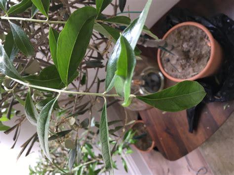 Olive Tree With Strange Leaf Growth — Bbc Gardeners World Magazine