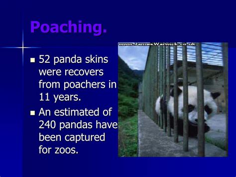 Ppt Endangered Animals The Panda Powerpoint Presentation Free