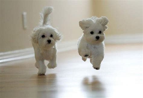 Cute White Puppies In Photos Funny And Cute Animals