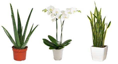 While at night, the plants uptake oxygen and release carbon dioxide, which is called respiration. Plants For Bedroom Oxygen | online information