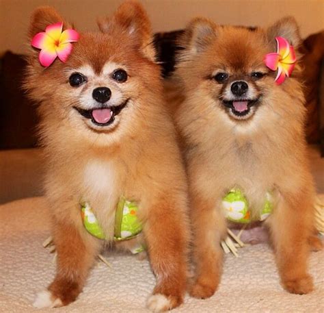 Aloha From Hawaii Lilikoi And Rella Are Ready To Hula Pet Dogs Dogs