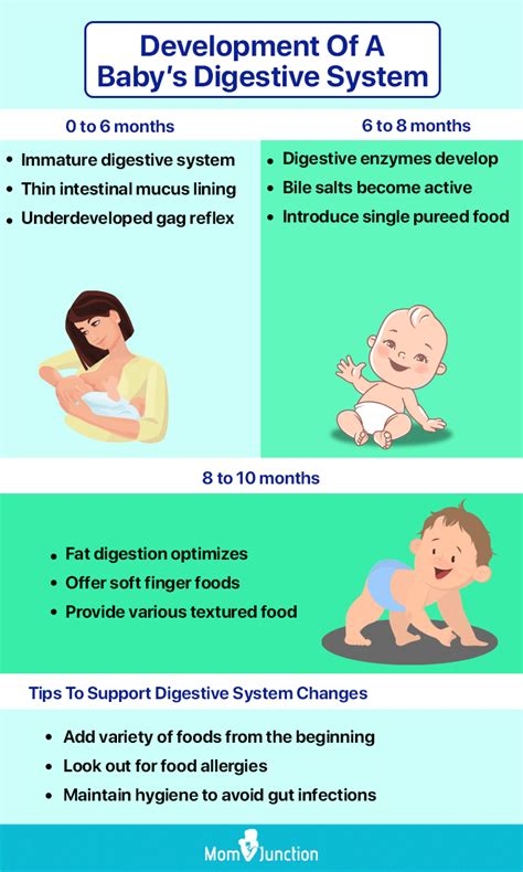 When Do Babies Digestive Systems Mature Completely