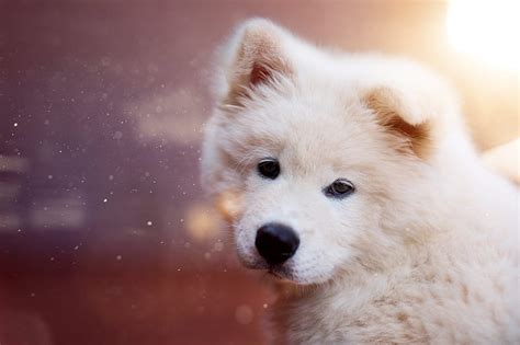Samoyed Animal Puppy Dog Hd Wallpaper Peakpx
