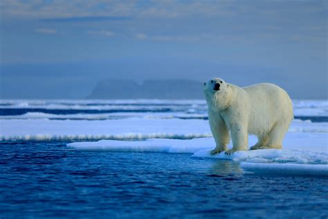 Meet The Wildlife Of The Arctic