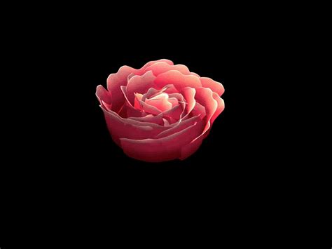 Animated  Blooming Roses 