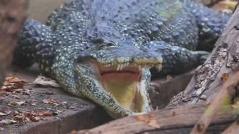 Why Do Crocodiles Keep Their Mouths Open