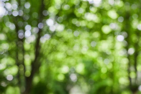 Stunning Background Blur Tree Photos Of Trees In Blurry Backgrounds