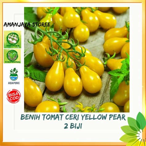 Jual Benih Tomat Ceri Yellow Pear Unik Bibit Tanaman Shopee Indonesia