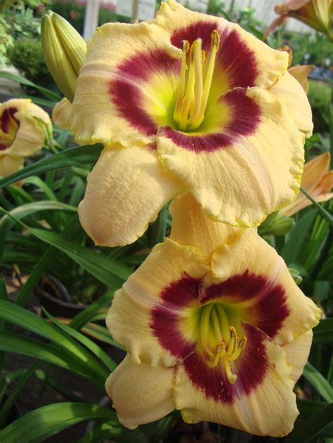 Daylily Hemerocallis Custard Candy In The Daylilies Database