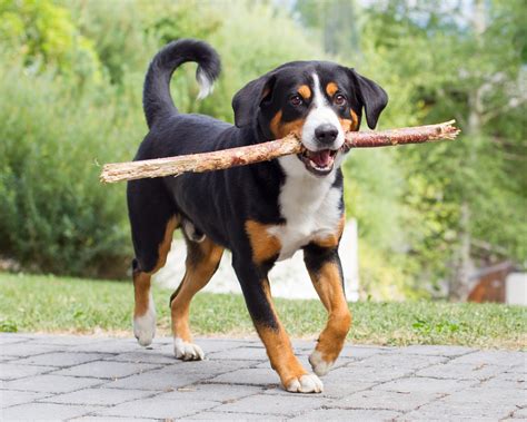 Entlebucher Sennenhund Charakter Haltung And Pflege Zooplus