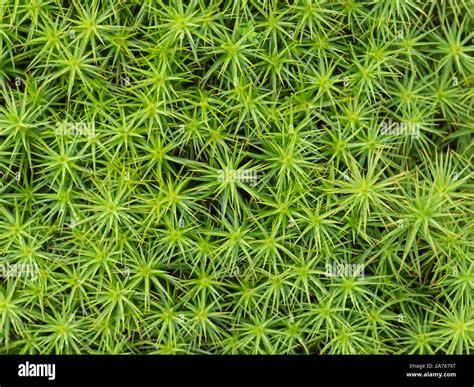 Moss Sphagnum Fallax Hi Res Stock Photography And Images Alamy