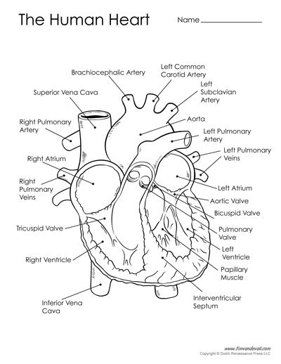 Human Heart Diagram Black And White 400 Tims Printables