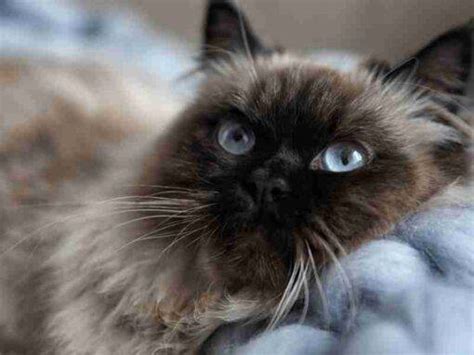 Balinese Cat Adoption And Rehoming Adopt A Preloved Balinese Cat