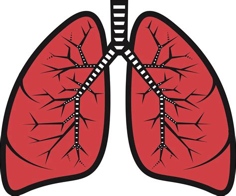 Cartoon Lungs Png