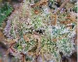 Kush Marijuana Seeds Photos