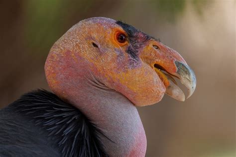 Condorul Californian O Specie Ameninţată Cu Dispariţia Poate Să Se
