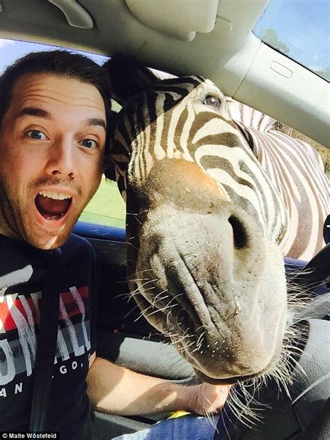 German Tourist Takes Selfies With Zebra That Poked Its Head Inside Car