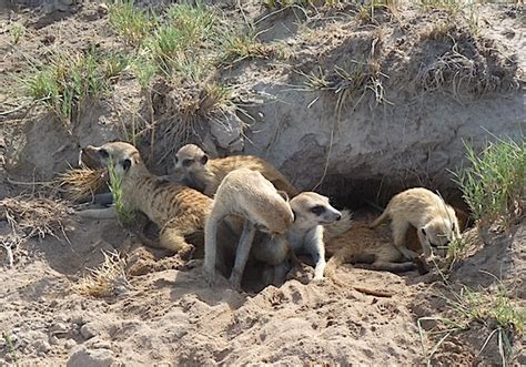 Meerkats And The Extreme Desert Temperatures Walk In Africa