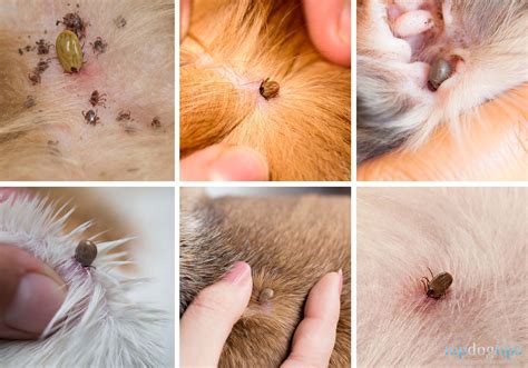 How Do You Remove An Embedded Tick From A Dogs Skin