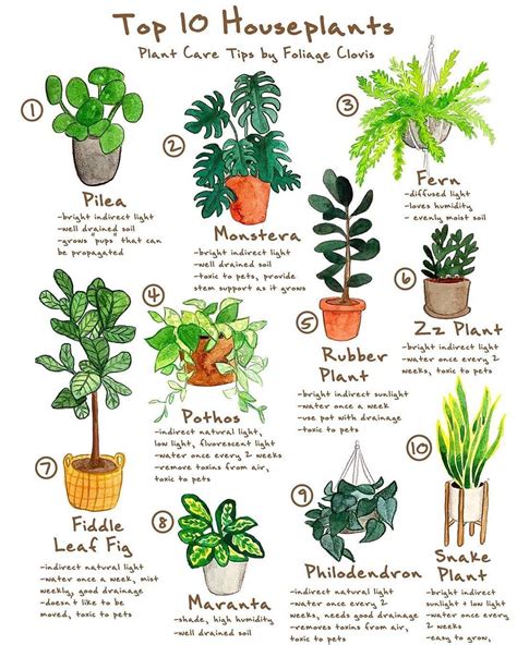 54 House Plants Names And Care Tips Important Inspiraton