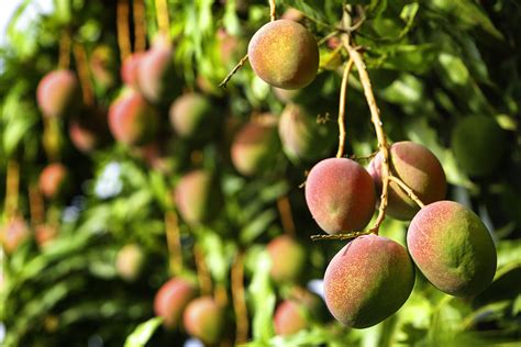 The Life Of A Mango From The Tree To Your Hand Verde Fruits Import