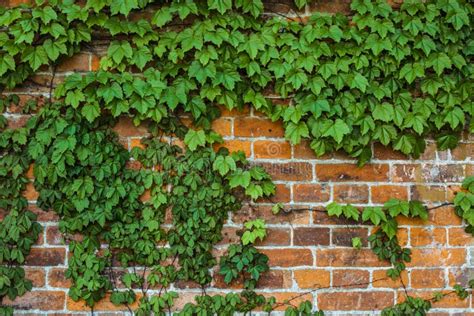 Climbing Plant On A Brick Wall Stock Photo Image Of Bindweed Summer