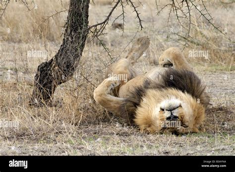 Male Lion Sleeping On Its Back Lions Typically Spend 20 21 Hours A Day
