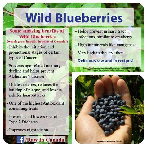 Wild Blueberries Sere Fruit