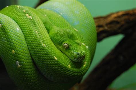 25 Interesting Pictures of Snakes