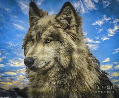 Wolf Portrait Photograph By Mitch Shindelbower Fine Art America