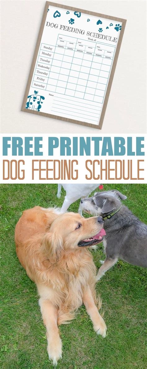 4health vs taste of the wild product reviews…. Free Printable Feeding Schedule to Track Your Dog's Food ...