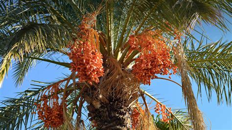 Date Palm San Diego Zoo Animals And Plants