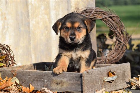 German Shepherd Rottweiler Mix Puppy For Sale Millersburg Ohio Female