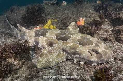 Spotted Wobbegong 020 Sharks And Rays