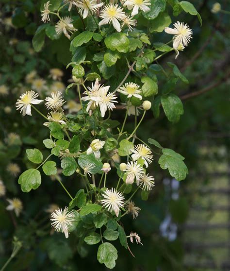 California Native Clematis Lasiantha For Summer Shade On A Pergola
