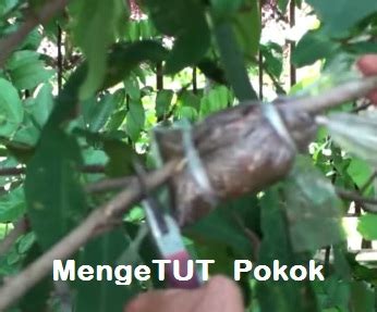 Cara tanam dan penjagaan mangga lebih mudah berbanding pokok durian dan ia berbuah seawal 2 tahun jika pokok yang sudah di cantum atau di kawinkan. Anim Agro Technology: TUT POKOK - KEBAIKAN DAN KELEMAHAN