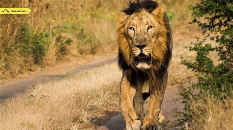 Gir National Park Treks And Trails India