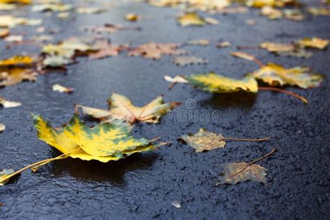 Autumn Leaves On Pavement Or Road Stock Photo Image Of Background