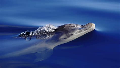 Dolphin Facts And Information Whale And Dolphin Conservation