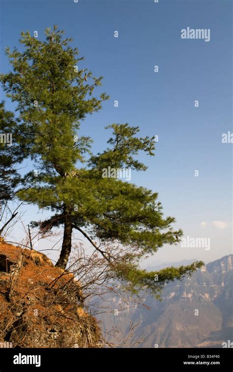 Chinese Red Pine Stock Photo Alamy