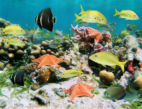 Colorful Sea Life In A Coral Reef Jigsaw Puzzle In Under The Sea