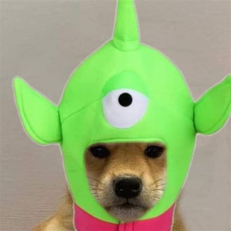 Pin De Connie Uchiha En Dog Xhido Perros Gatos Memes Divertidos