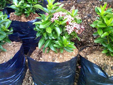 Maybe you would like to learn more about one of these? jual tanaman hias soka murah , petani tanaman hias soka ...