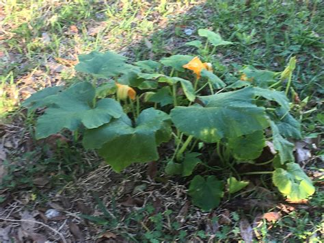 My Pumpkin Plant Keeps Wilting How Often Should I Water It I Give It
