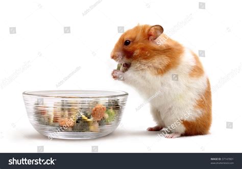 An Adult Female Syrian Hamster Eating Some Food From A Glass Bowl Stock