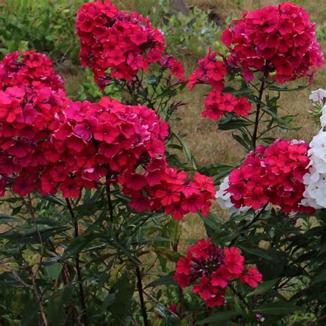Red Flowering Phlox Roots On Sale Online At Irelands Garden Shop