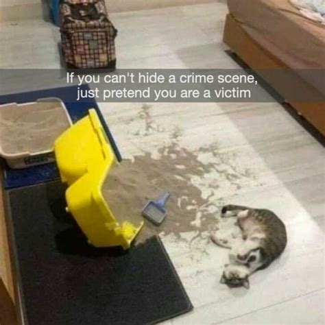 If You Cant Hide A Crime Scene Just Pretend You Are A Victim En