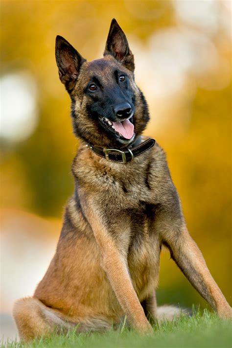 Belgian Malinois Dog Breed Information & Characteristics | Daily Paws